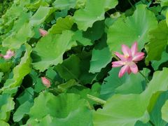 -梁鸿国家湿地公园