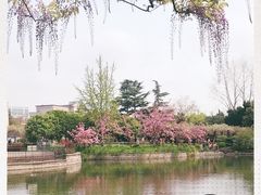 -嘉定紫藤园
