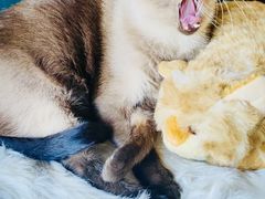 -猫小院猫主题餐厅(南锣旗舰店)