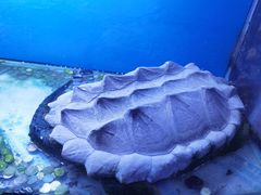 -东家小院金汤酸菜鱼(南阳路店)