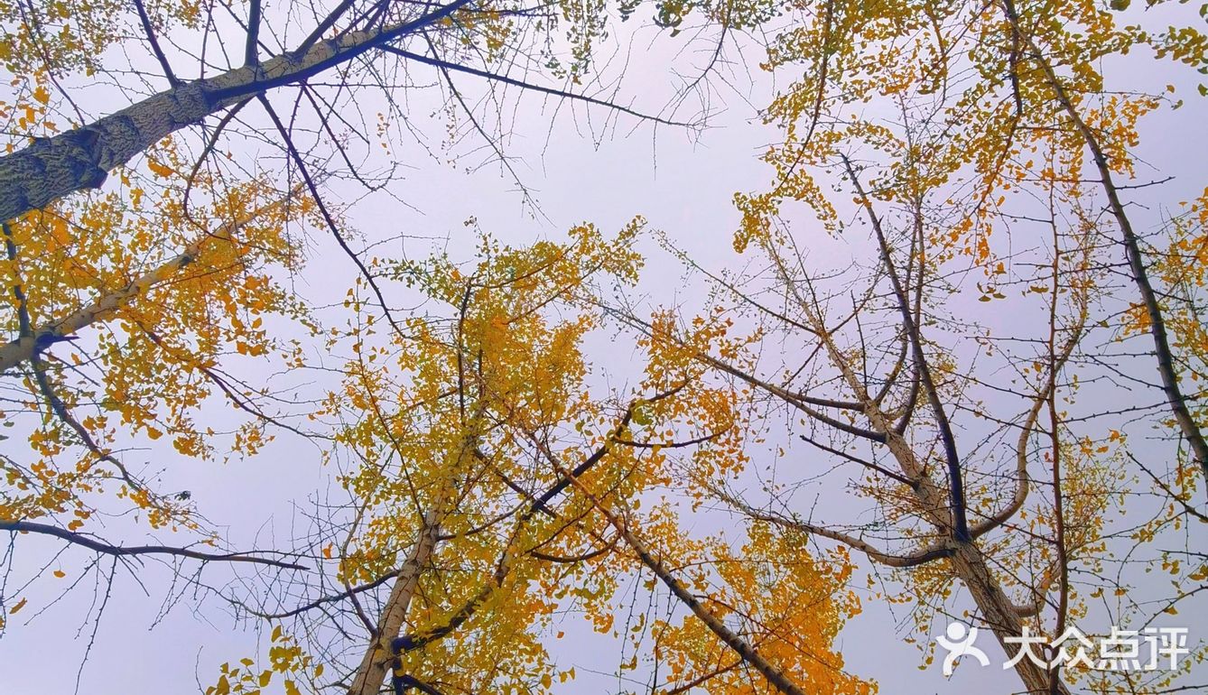 杭州赏秋｜朝晖文化主题公园
