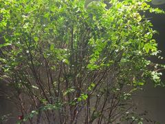 -森SPA·泰式按摩·精油Massage(宝安中心店)