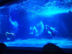 -石家庄海洋公园
