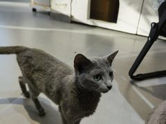 -琪喵猫屋·撸猫猫咖·猫舍