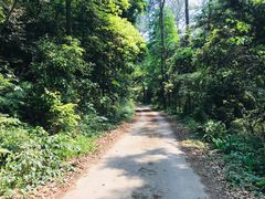 -铁山坪森林公园