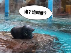 -海合安成都极地海洋公园
