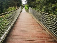 -铁山坪森林公园