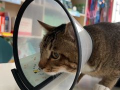 -乐琪宠物医院·犬猫专科·骨外科·急重症