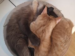 -Cappucimeow猫咪咖啡馆(韦伯时代店)