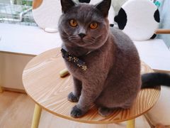 -猫咪派对(江南西店)