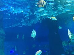 -北戴河圣蓝海洋公园
