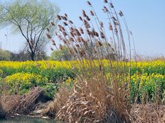 -溱湖国家湿地公园