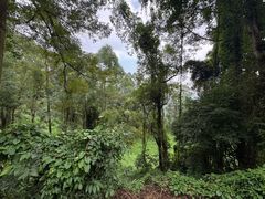 -火炉山森林公园