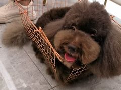 -1013 PET SHOP精品宠物商店(丁香店)