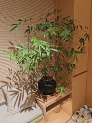 -Dr.林醫生产后修复·配方产康(南京江宁万达店)