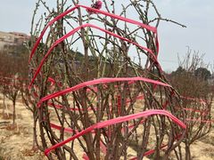 -南国桃园旅游度假区