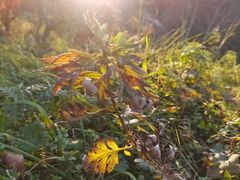 -贵州省植物园