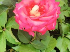 -武汉紫薇都市田园