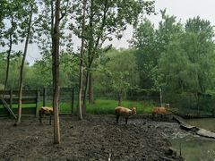 -溱湖国家湿地公园