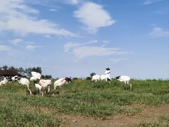 -盐城丹顶鹤湿地生态旅游区