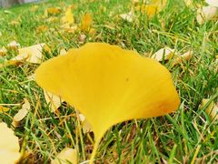 -三里屯东五街银杏大道