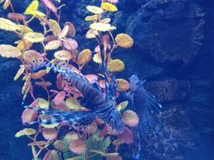 -梦幻海洋王国(吾悦广场张家港店)