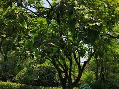 -铁山坪森林公园