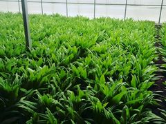 -万源龙顺度假庄园生态观光园