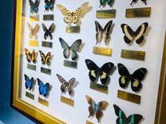 -上海昆虫博物馆