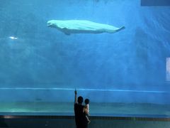 -芜湖新华联大白鲸海洋公园