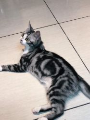 -长沙纹身·龙堂刺青·三土师傅的店