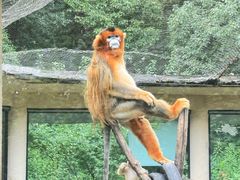 -合肥野生动物园