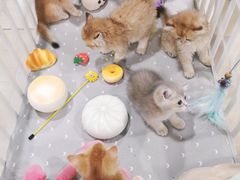 -70cat德文卷毛猫·缅因猫纯种猫舍