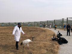 -盐城丹顶鹤湿地生态旅游区