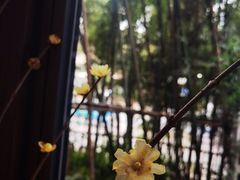 -扫雪煮茶(西村店)