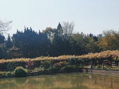 -嘉定紫藤园