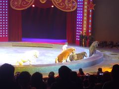 -珠海横琴长隆《卡卡虎奇遇记》