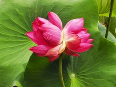 -莲花池公园