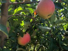 -万源龙顺度假庄园生态观光园