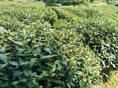 -龙坞茶村