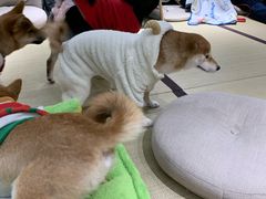 -逗柴咖啡屋·狗咖猫咖宠物桌游