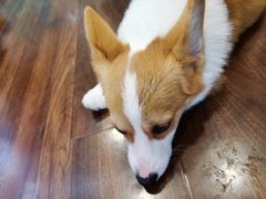 -柯斗斗主题餐厅·狗咖·围炉煮茶·茶饮(国瑞升平里店)