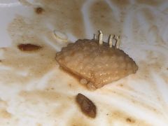 -上海惠灵顿外籍人员子女学校