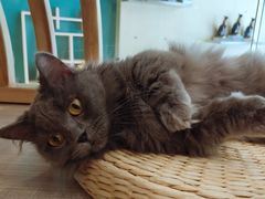 -飞行喵MR PILOT|猫舍·猫咖(静安大融城店)