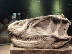 -自贡恐龙博物馆