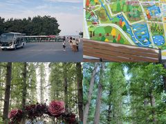 -日照海滨国家森林公园