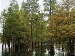 -白鹭湾湿地公园