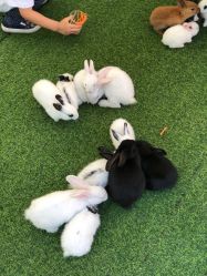 点击看大图 -萌宠亲子动物乐园(槐房万达店)