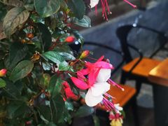 -小厨子私房菜·云南美食店