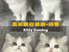 -小猫来了·猫舍(红山六九七九店)